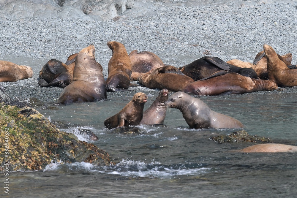 Fototapeta premium Gruppe von Seelöwen beim Spielen und Sonnenbaden, Alaska