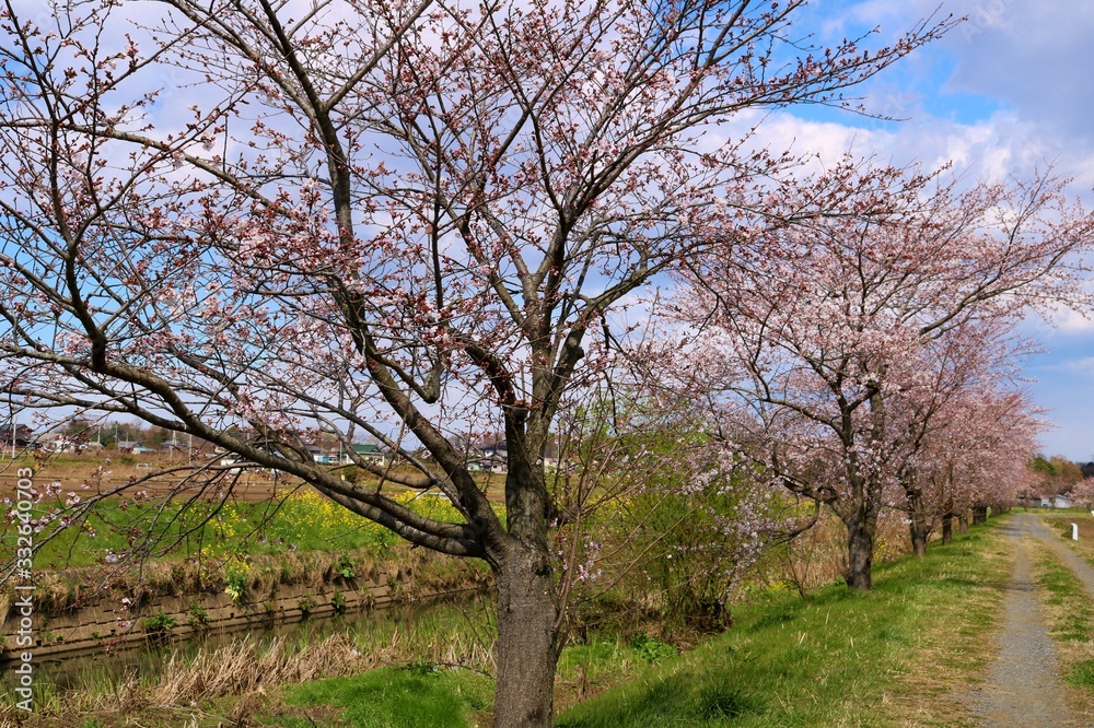 桜　川　道　風景　田舎　茨城