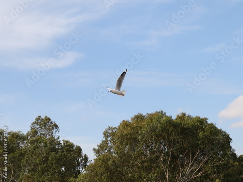 Seagull in full flight over a park lake in Melbourne Australia