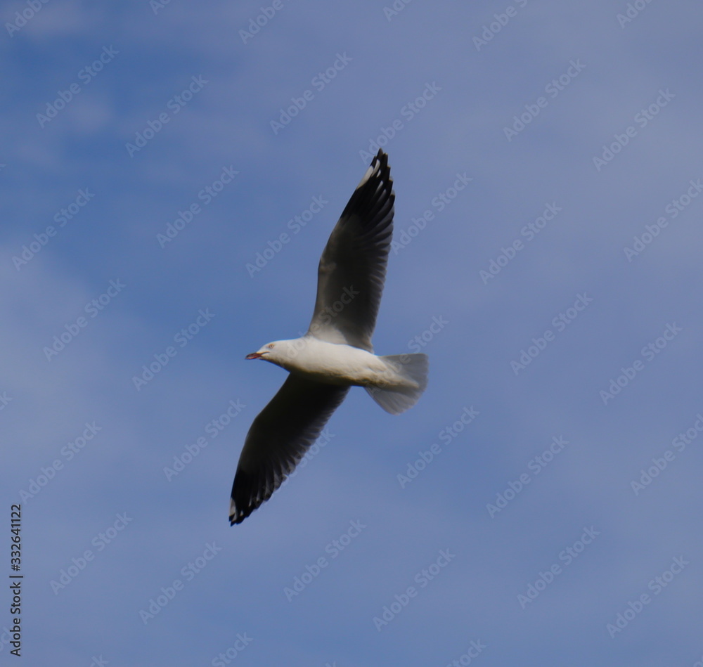 Obraz premium Seagull in full flight over a park lake in Melbourne Australia