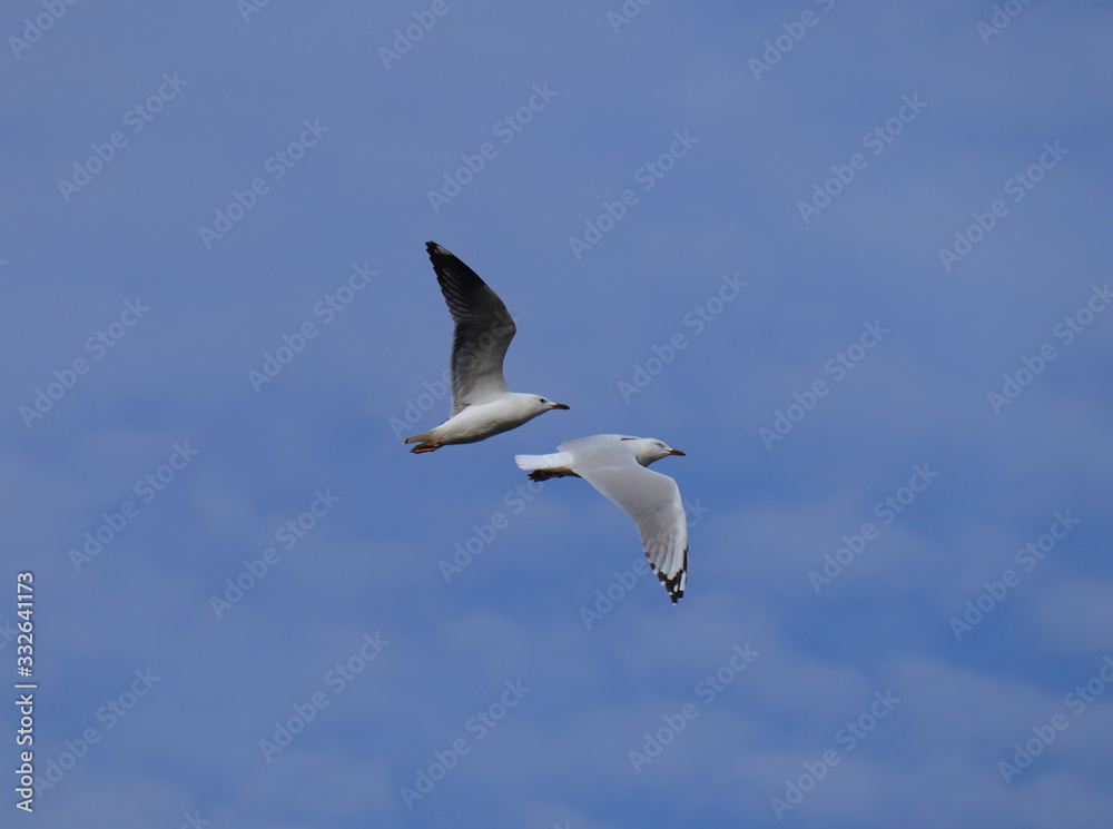 Fototapeta premium Seagull in full flight over a park lake in Melbourne Australia
