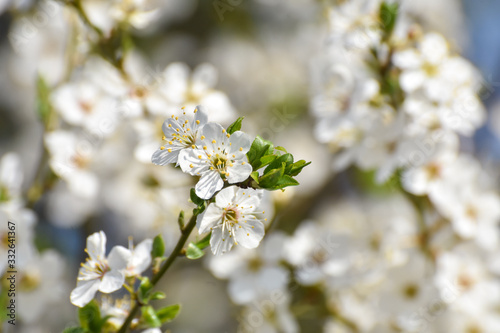 Blooming tree, Spring background. Wild plum in full bloom in spring