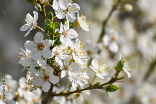 Blooming tree, Spring background. Wild plum in full bloom in spring