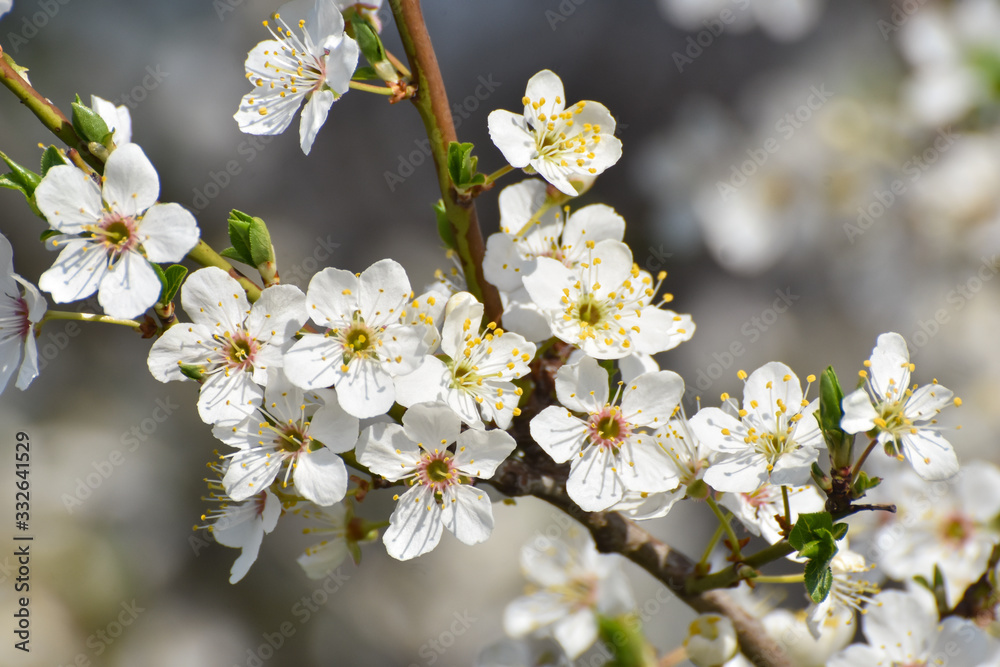 Blooming tree, Spring background. Wild plum in full bloom in spring