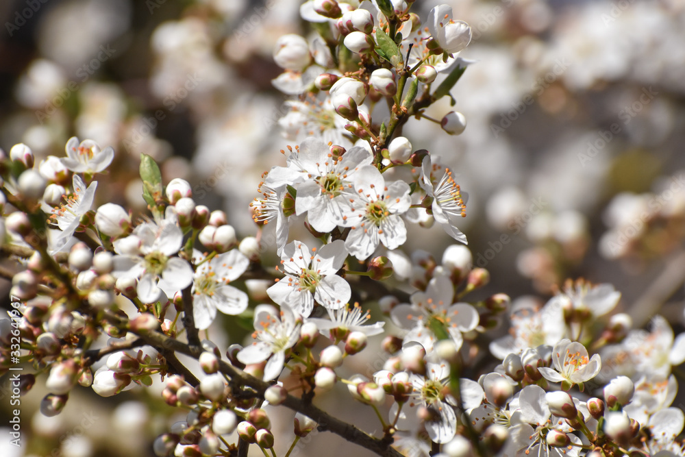 Blooming tree, Spring background. Wild plum in full bloom in spring Blooming tree, Spring background. Wild plum in full bloom in spring