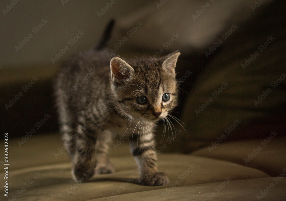 Fototapeta premium getigertes Katzenbaby