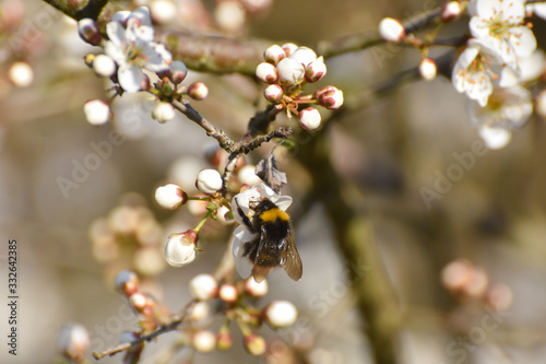 Bumblebee pollinating white flowers of peach tree in spring orchard. Bumblebee on peach in full blossom, natural spring background © Ivan