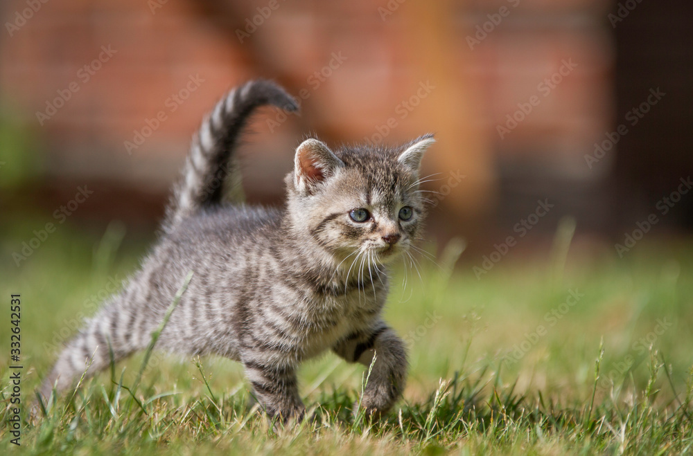 Obraz premium getigertes Katzenbaby