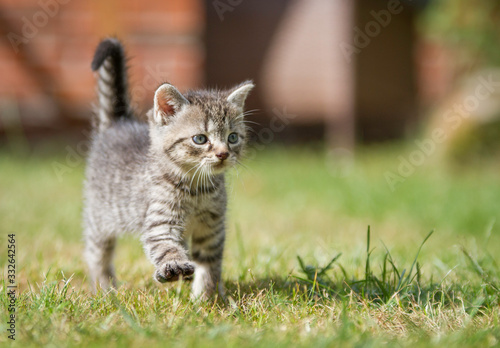 getigertes Katzenbaby