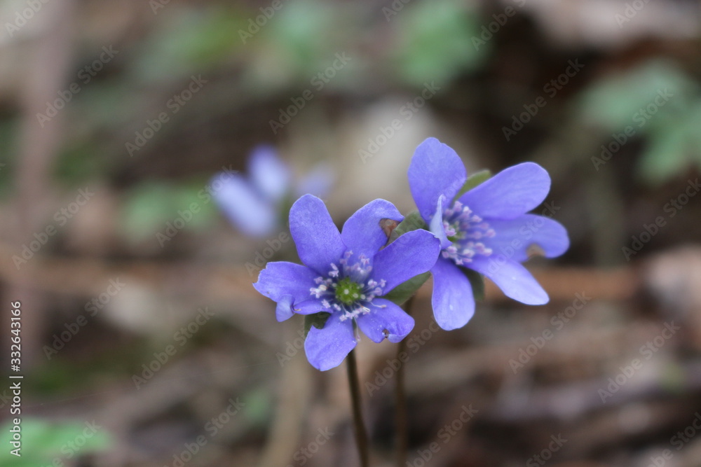 Tender blue liverwort bloomed in the spring forest Tender blue liverwort bloomed in the spring forest