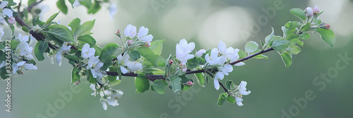 Canvastavla abstract apple tree flowers background, spring blurred background, branches with