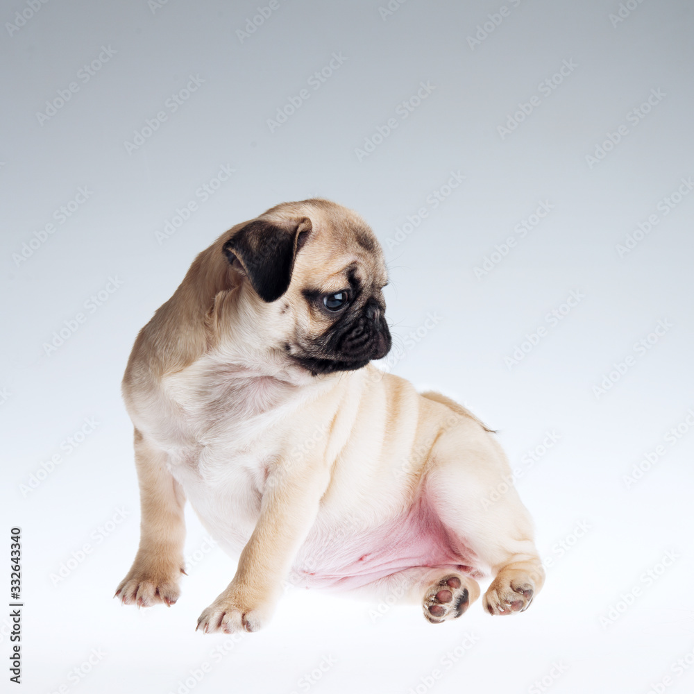 cute pug puppy on gray background
