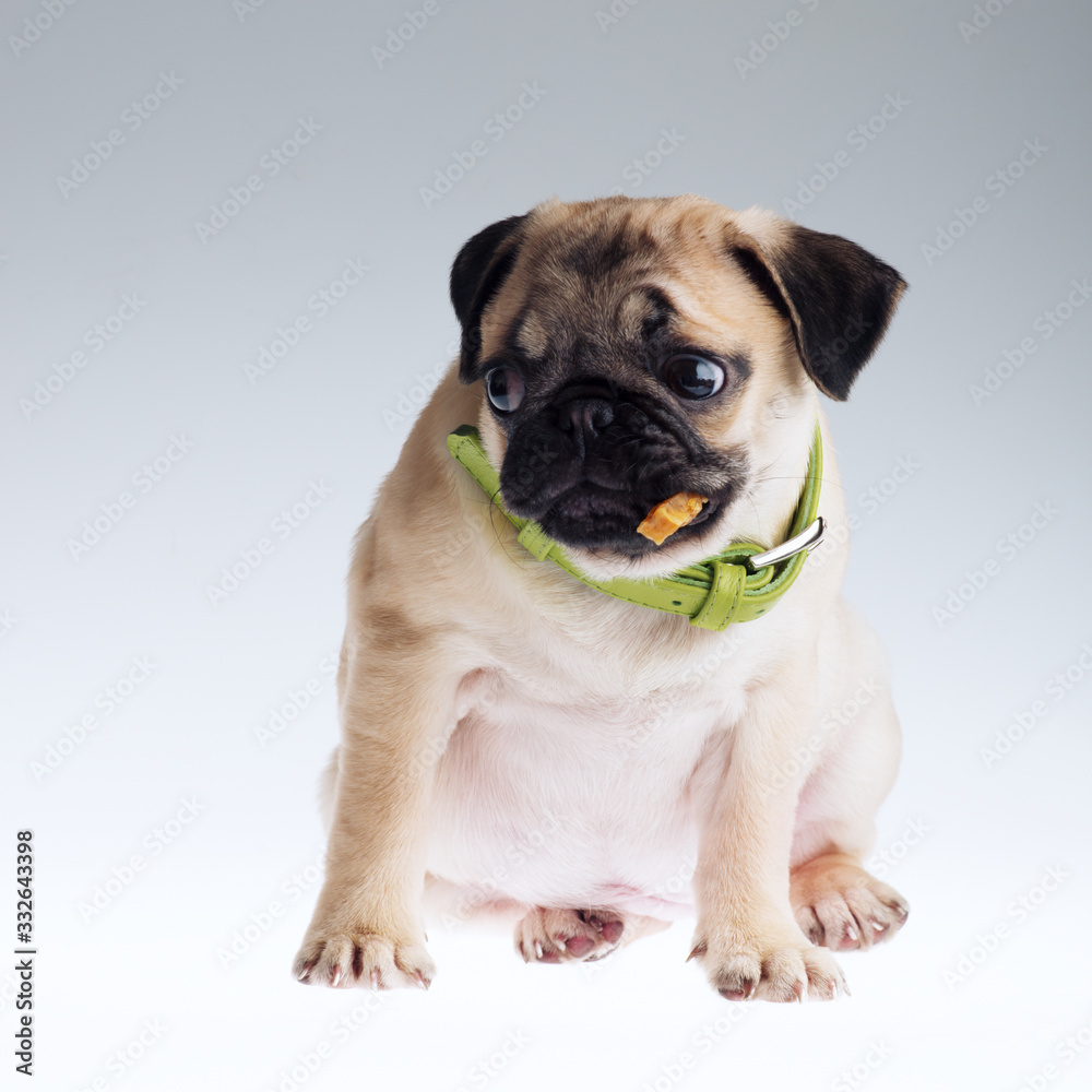 Cute pug puppy wearing green collar eating delicacy