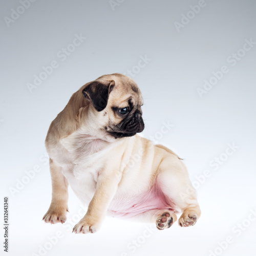 cute pug puppy on gray background © Lena Volkova