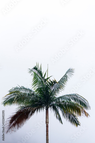 Un palmier seul sous un ciel blanc sur l'île de la réunion