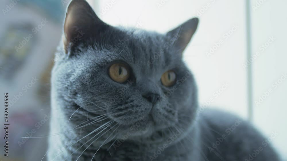 British Cat with big eyes clouse-up, macro, Resting And Looking At The Camera A Careful Look. British Cat with big eyes clouse-up, macro, Resting And Looking At The Camera A Careful Look.