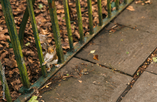 Squirrel making his way through the fence