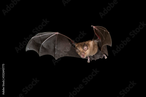 Horseshoe Bat Night