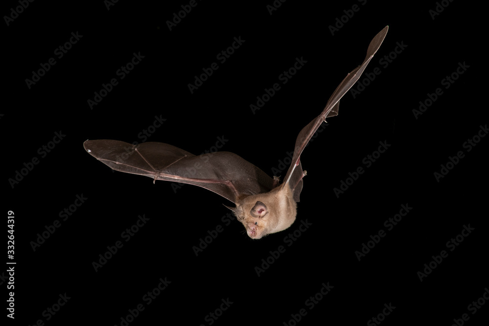 Fototapeta premium Greater Horseshoe Bat Flying