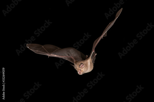 Greater Horseshoe Bat Flying