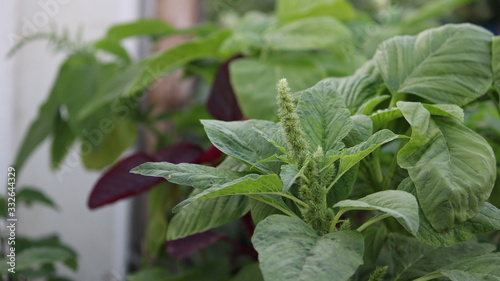 Fresh homegrown green leafy vegetables 