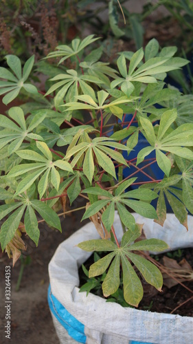 Leaves of a tapioca plant