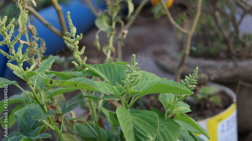 Fresh homegrown green leafy vegetables 
