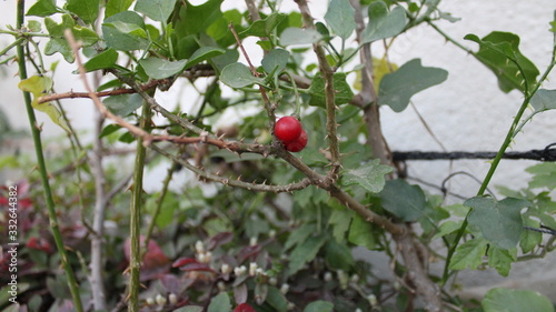 Climbing brinjal helps to fight cold and cough