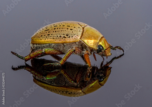 Iridescent gold Christmas beetle photo