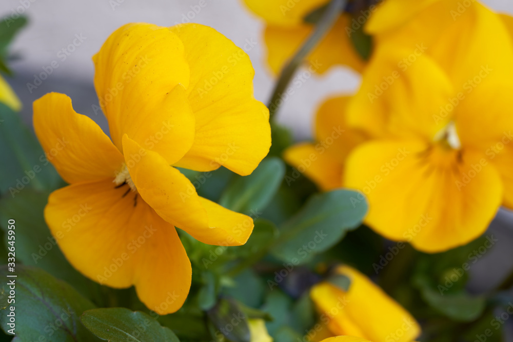 Blooming flower Viola wittrockiana in the garden. Known as Garden pansy or pansy. Yellow flower growing in the garden. Blooming flower Viola wittrockiana in the garden. Known as Garden pansy or pansy. Yellow flower growing in the garden.