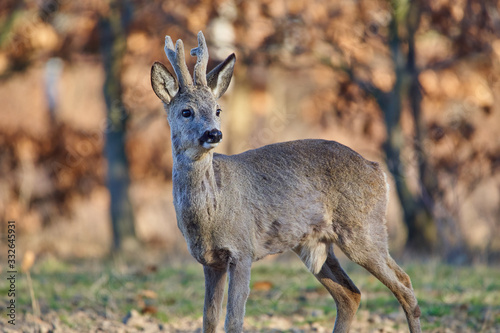 Roebuck in the forest