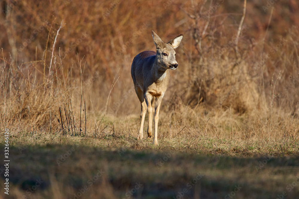Naklejka premium Roe deer in the forest