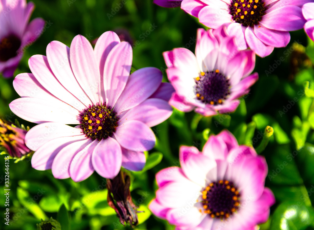 Obraz premium The name of these flowers is African daisy or Margarita Africana one of many varieties of flowering senecio articulatus plant, colorful background of beautiful plants, grow from early spring to summer