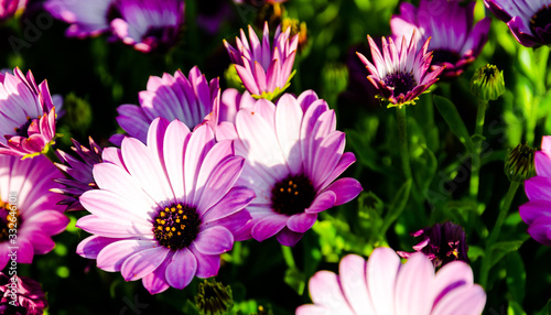 The name of these flowers is African daisy or Margarita Africana one of many varieties of flowering senecio articulatus plant  colorful background of beautiful plants  grow from early spring to summer