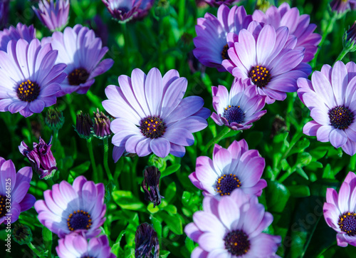 The name of these flowers is African daisy or Margarita Africana one of many varieties of flowering senecio articulatus plant  colorful background of beautiful plants  grow from early spring to summer