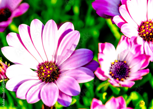 The name of these flowers is African daisy or Margarita Africana one of many varieties of flowering senecio articulatus plant  colorful background of beautiful plants  grow from early spring to summer