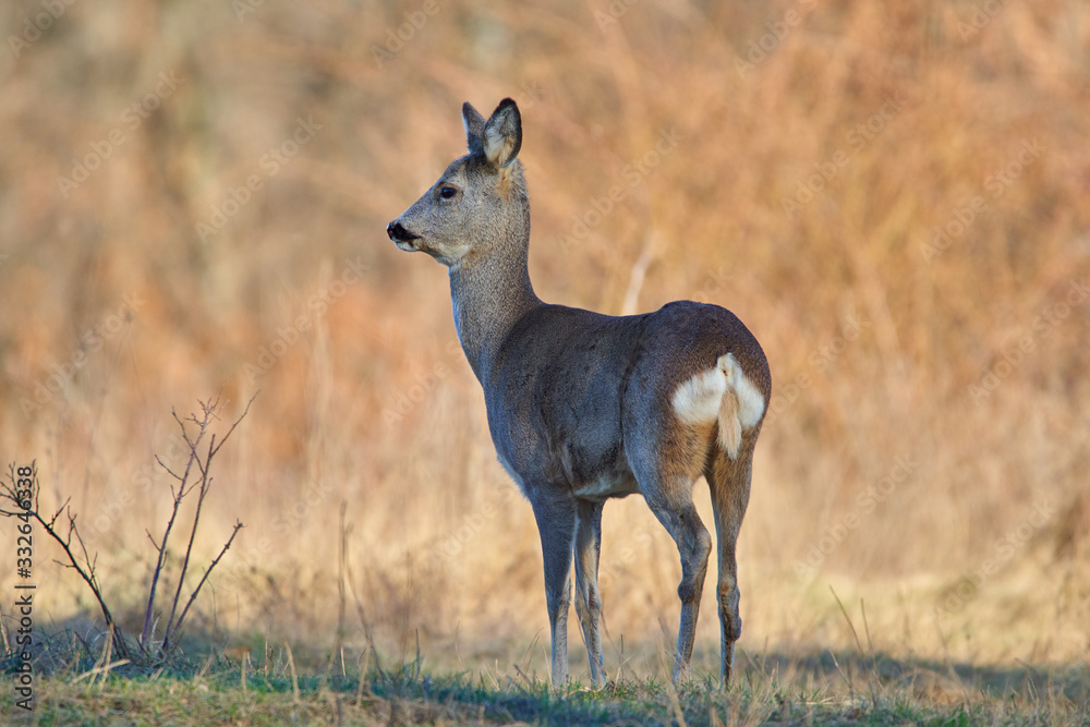 Roe deer in the forest