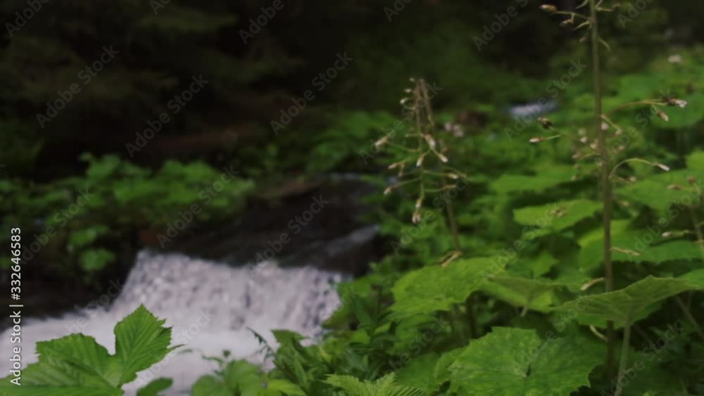 Beautiful mountain stream, rapids. Spring nature Beautiful mountain stream, rapids. Spring nature