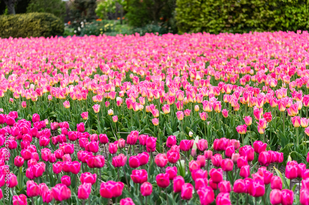 Pink tulip field in Netherlands. Keukenhof garden