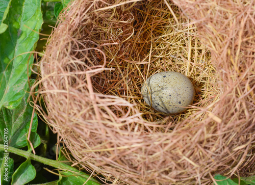 Close up of an egg in nest in a garden