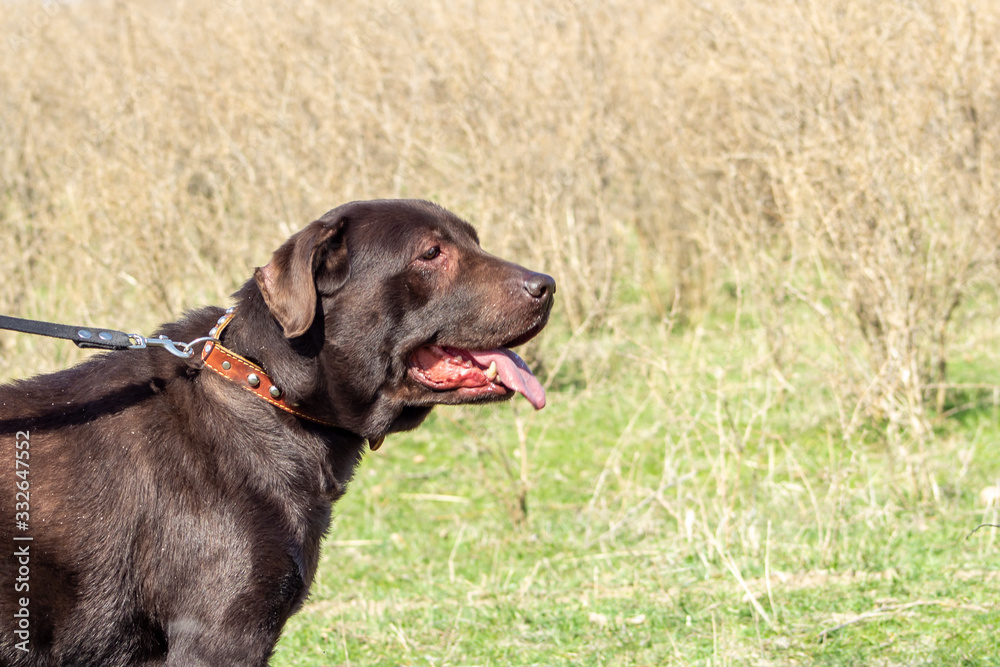 dog chocolate labrador retriever stay on green grass background dog chocolate labrador retriever stay on green grass background
