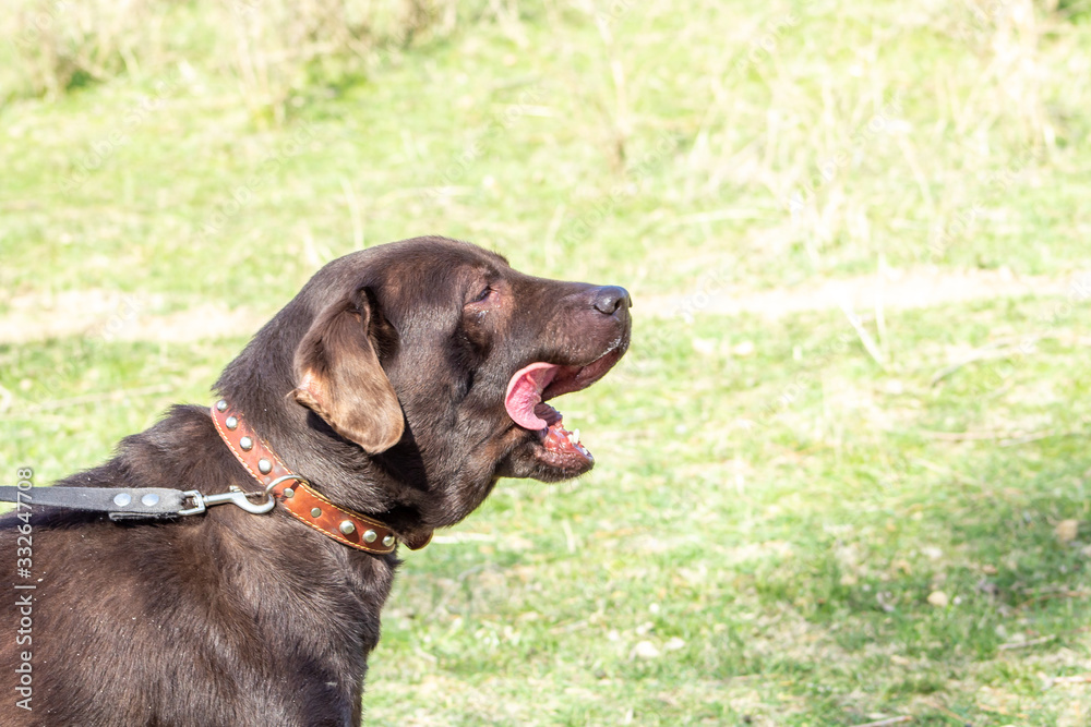 dog chocolate labrador retriever stay on green grass background