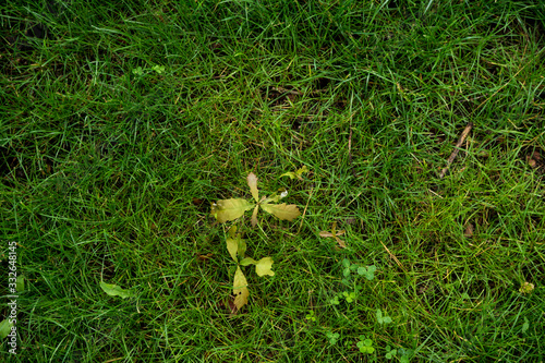 The texture of the green lawn. Background image of green fresh grass © Сергей Щепанкевич