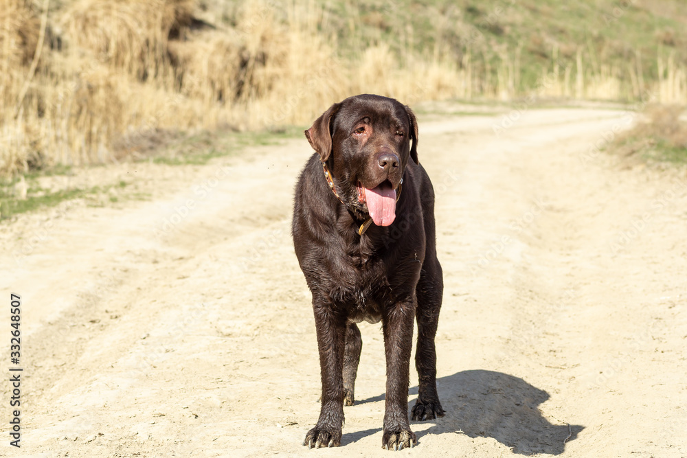 dog labrador retriever stay on the road dog labrador retriever stay on the road