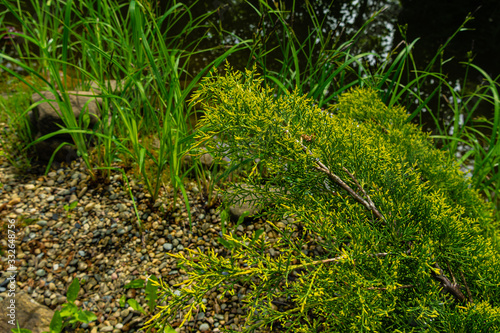 Young green with yellow tops twigs Juniperus pfitzeriana or Juniperus media Gold Saucer on blurred background of green grass near magic pond. Selective focus. Nature concept for design.