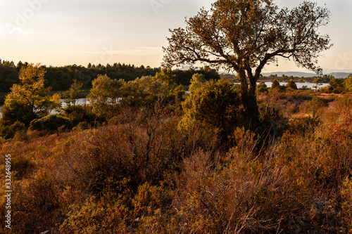 Tourist place Plaine des Maures Natural Park. Trees: parasol pine and cork oak. Warm light.