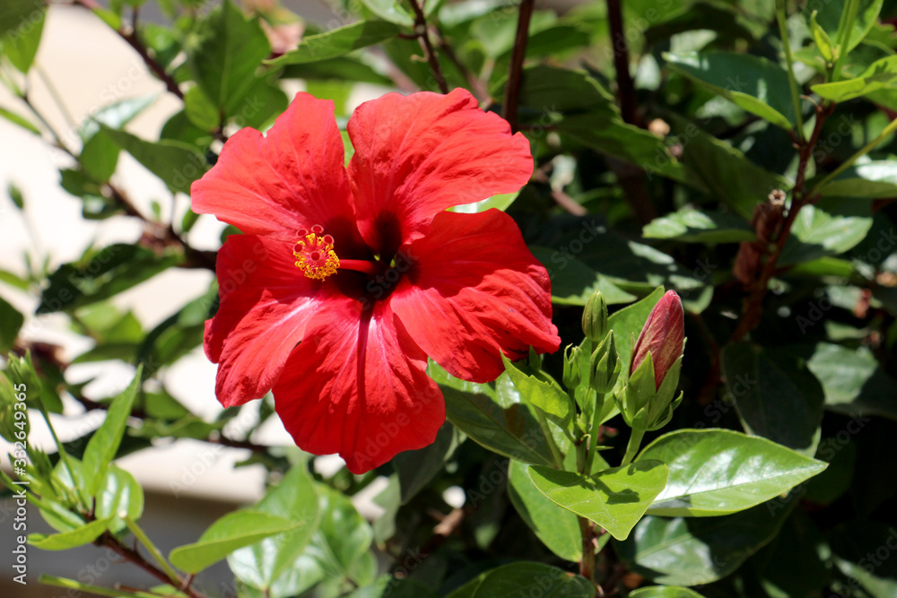 bush with a bright red large unfolded southern flower of the campsis and with non-blossoming buds on a blurry background of luminous leaves bush with a bright red large unfolded southern flower of the campsis and with non-blossoming buds on a blurry background of luminous leaves