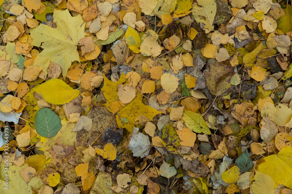 Graphic resources abstract textured walkway background in autumn foliage park Graphic resources abstract textured walkway background in autumn foliage park