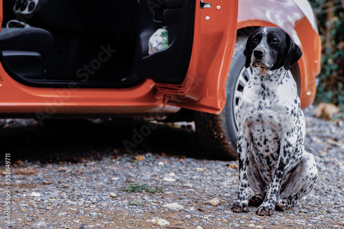 dog next to a car