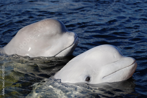 Fototapet beluga white whales on the surface